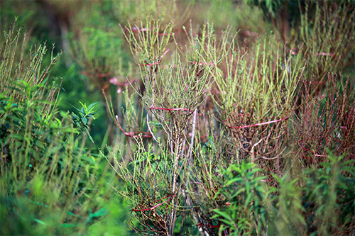 Xuân về sớm trên làng đào Nhật Tân - 10