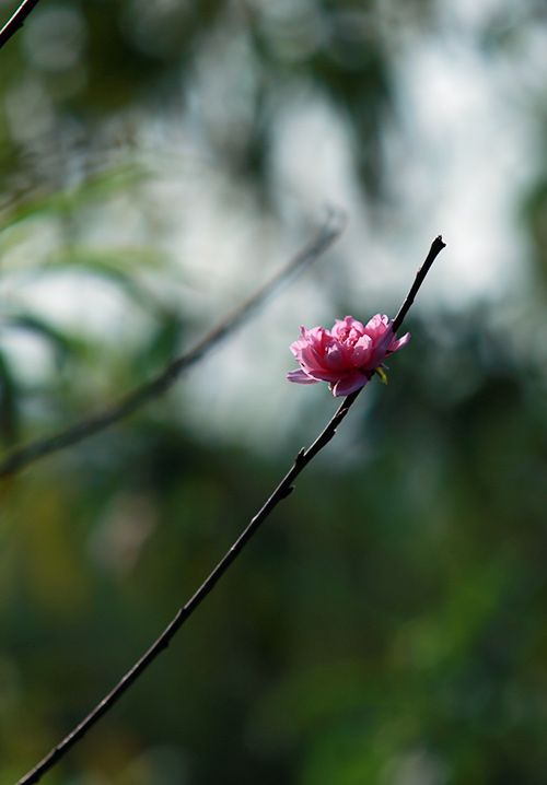 Xuân về sớm trên làng đào Nhật Tân - 5