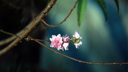 Xuân về sớm trên làng đào Nhật Tân - 6