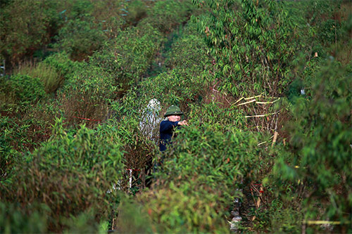 Xuân về sớm trên làng đào Nhật Tân - 1