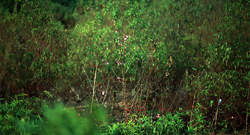 Xuân về sớm trên làng đào Nhật Tân - 2