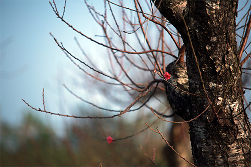 Xuân về sớm trên làng đào Nhật Tân - 7