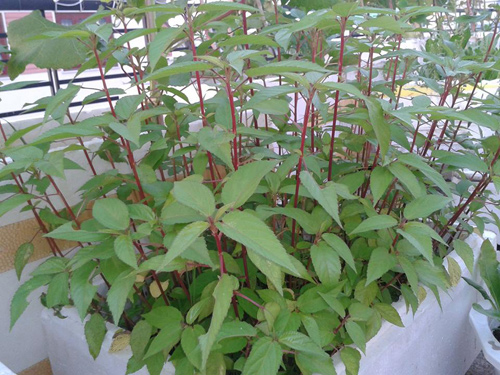 Bác sĩ ung bướu chia sẻ cách trồng rau sạch tại nhà (phần 2) - 1