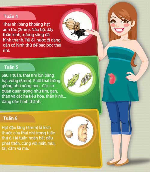 Mô tả cực thú vị về kích thước thai nhi trong bụng mẹ - 2