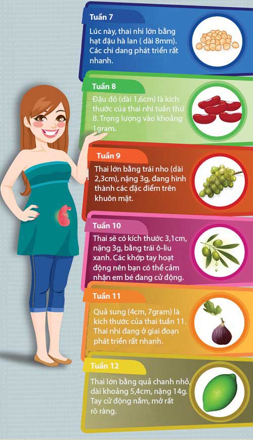 Mô tả cực thú vị về kích thước thai nhi trong bụng mẹ - 3