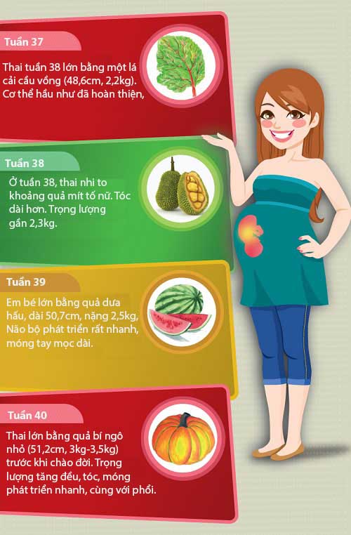 Mô tả cực thú vị về kích thước thai nhi trong bụng mẹ - 8