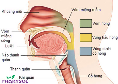 Tây y chữa viêm thanh quản như thế nào? - 1