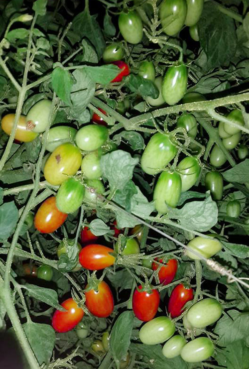 Học mẹ trẻ Hà Nội luyện bí kíp trồng cà chua trĩu cây - 2