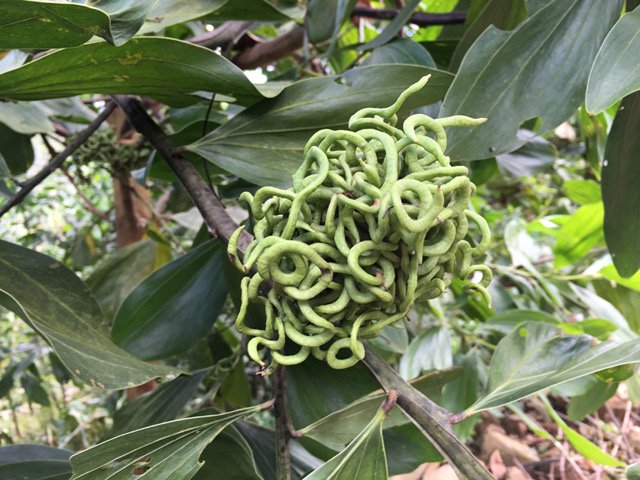 Giật mình gặp trái lạ như búi rắn lục ở rừng Quảng Ngãi - 1