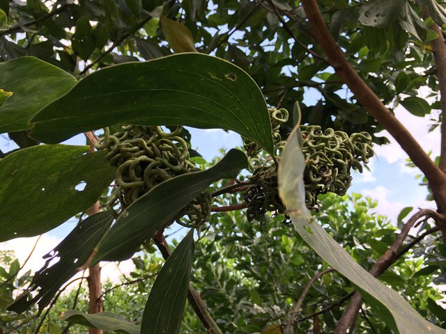 Giật mình gặp trái lạ như búi rắn lục ở rừng Quảng Ngãi - 2