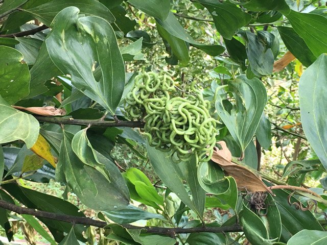 Giật mình gặp trái lạ như búi rắn lục ở rừng Quảng Ngãi - 3