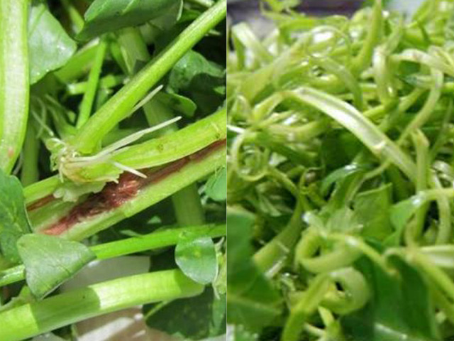 Giật mình với những loại rau, thịt ăn hàng ngày khiến sán làm tổ trong cơ thể
