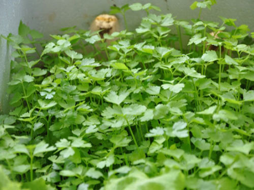 Tác dụng bất ngờ của rau mùi với sức khỏe - 1