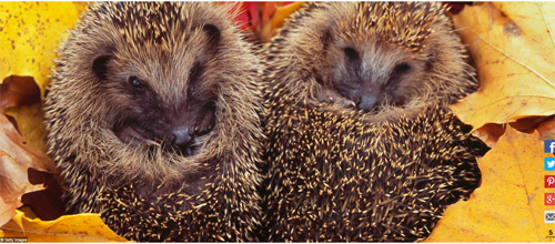 Ngất ngây với những hình ảnh tuyệt đẹp về mùa thu trên khắp thế giới - 3