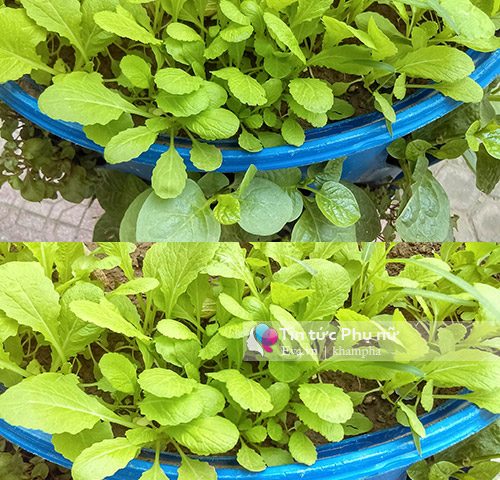 Bỏ tập đoàn nước ngoài, 8X về quê xây dựng mô hình tháp rau sạch - 6