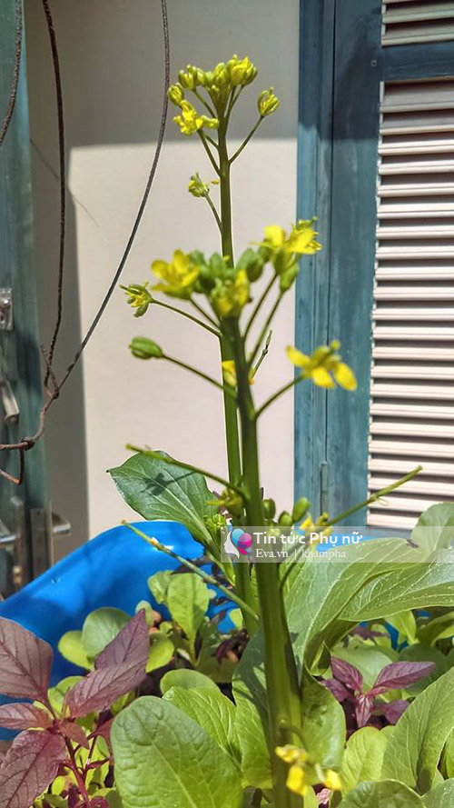 Bỏ tập đoàn nước ngoài, 8X về quê xây dựng mô hình tháp rau sạch - 8