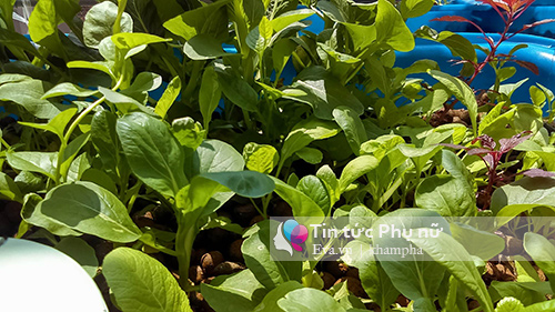 Bỏ tập đoàn nước ngoài, 8X về quê xây dựng mô hình tháp rau sạch - 7