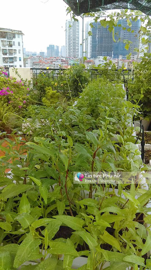 Bỏ tập đoàn nước ngoài, 8X về quê xây dựng mô hình tháp rau sạch - 9