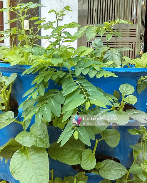 Bỏ tập đoàn nước ngoài, 8X về quê xây dựng mô hình tháp rau sạch - 4