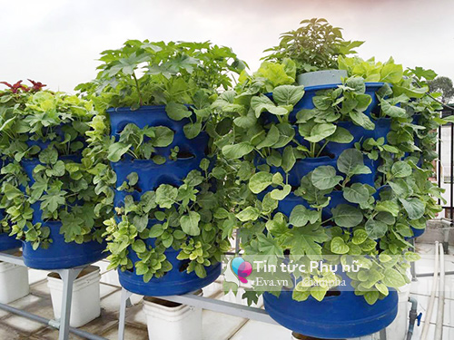 Bỏ tập đoàn nước ngoài, 8X về quê xây dựng mô hình tháp rau sạch - 1