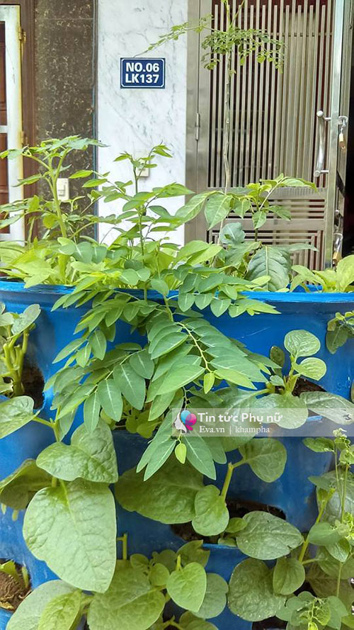 Bỏ tập đoàn nước ngoài, 8X về quê xây dựng mô hình tháp rau sạch - 11