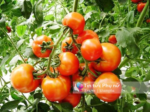 Bỏ tập đoàn nước ngoài, 8X về quê xây dựng mô hình tháp rau sạch - 2