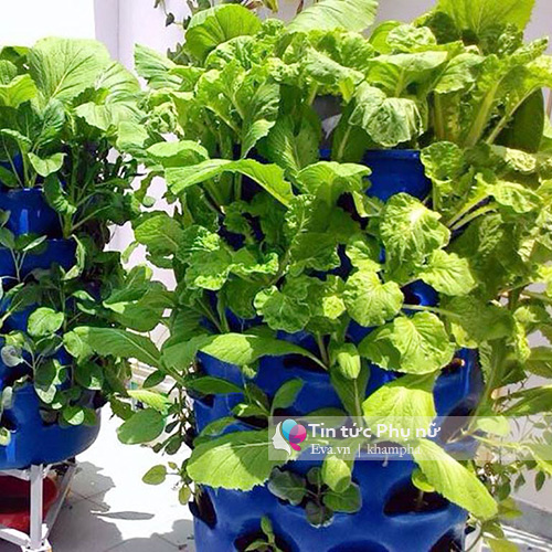 Bỏ tập đoàn nước ngoài, 8X về quê xây dựng mô hình tháp rau sạch - 3