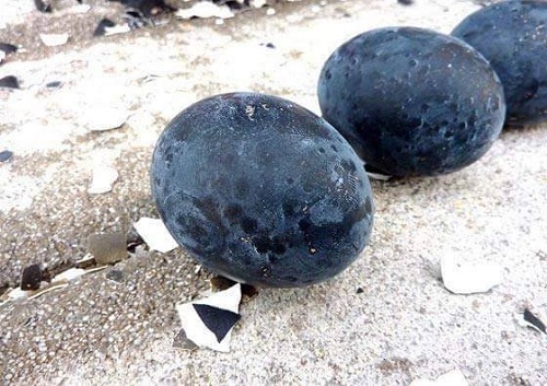 Giống gà quot;kỳ lạquot;: Đen từ thịt đến... trứng - 3