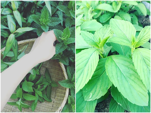 Cưỡng không lại sức mê hoặc trong từng góc nhỏ nhà Kim Hiền ở Mỹ - 11