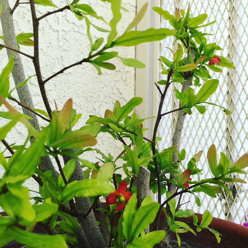 Cưỡng không lại sức mê hoặc trong từng góc nhỏ nhà Kim Hiền ở Mỹ - 10