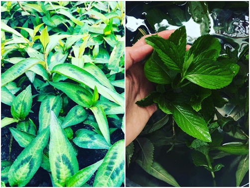 Cưỡng không lại sức mê hoặc trong từng góc nhỏ nhà Kim Hiền ở Mỹ - 12
