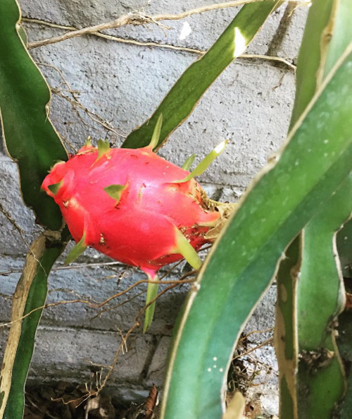 Cưỡng không lại sức mê hoặc trong từng góc nhỏ nhà Kim Hiền ở Mỹ - 7