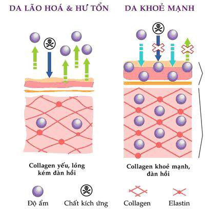 quot;Làm đẹp da – Nhận quà khủngquot; với collagen thủy phân - 2