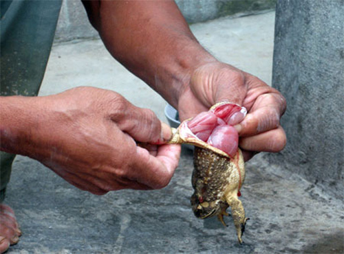 Bỏ 2 triệu mua thịt cóc cho con, mẹ nhận hậu quả bất ngờ - 2