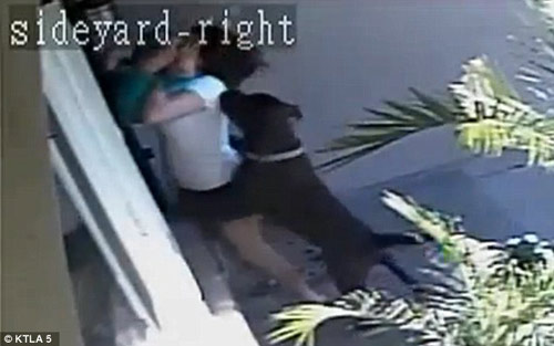 Khoảnh khắc mẹ xả thân cứu con trai bị 2 con chó dữ lao vào cắn xé - 2