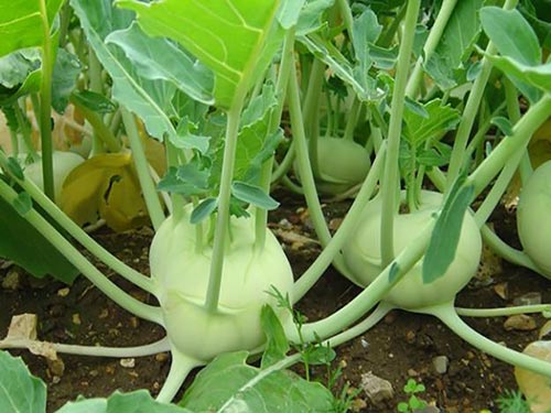 Ăn củ su hào mùa đông cần lưu ý - 1