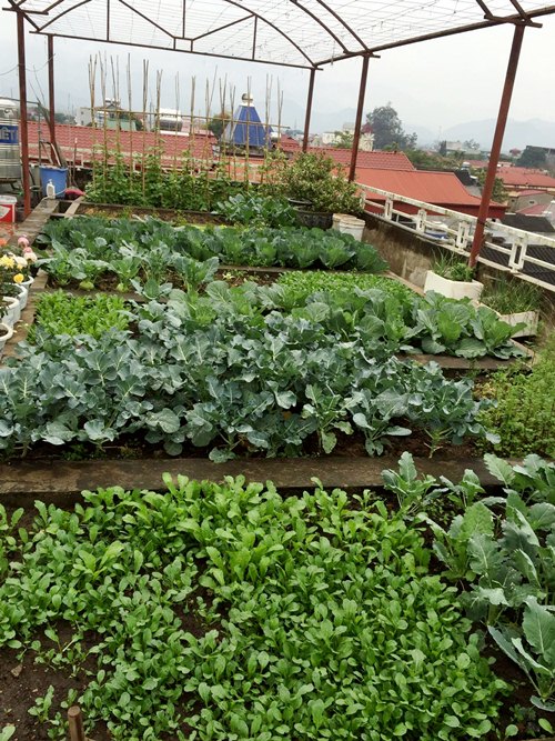 Vườn rau sân thượng 170m2 chen chúc rau, hoa, quả rực rỡ của mẹ Việt - 5