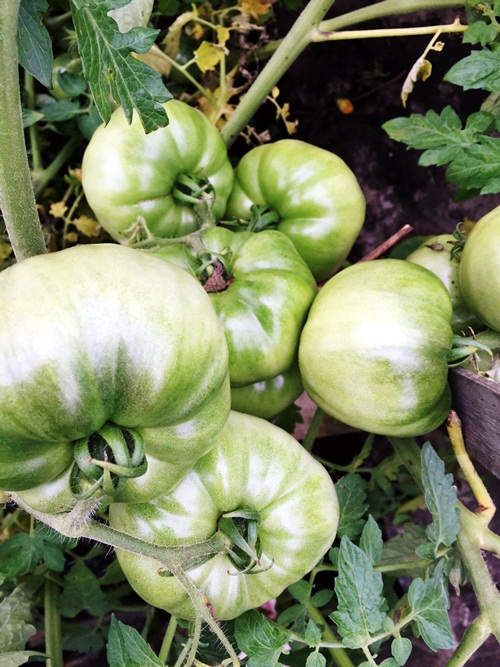 Vườn rau sân thượng 170m2 chen chúc rau, hoa, quả rực rỡ của mẹ Việt - 9