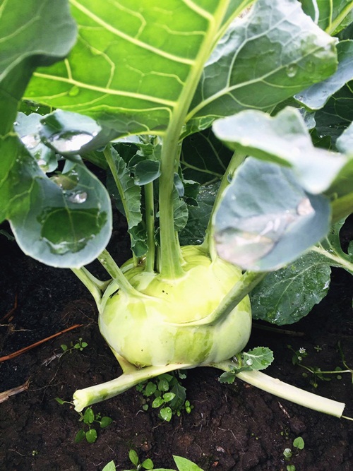 Vườn rau sân thượng 170m2 chen chúc rau, hoa, quả rực rỡ của mẹ Việt - 10