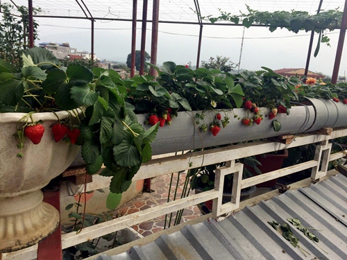 Vườn rau sân thượng 170m2 chen chúc rau, hoa, quả rực rỡ của mẹ Việt - 12