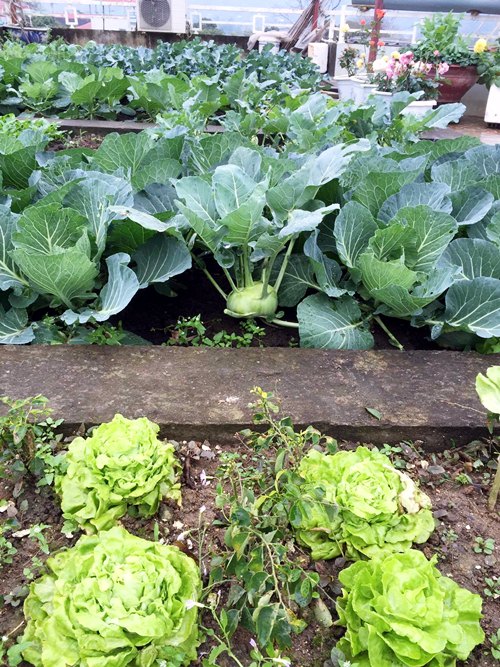 Vườn rau sân thượng 170m2 chen chúc rau, hoa, quả rực rỡ của mẹ Việt - 2