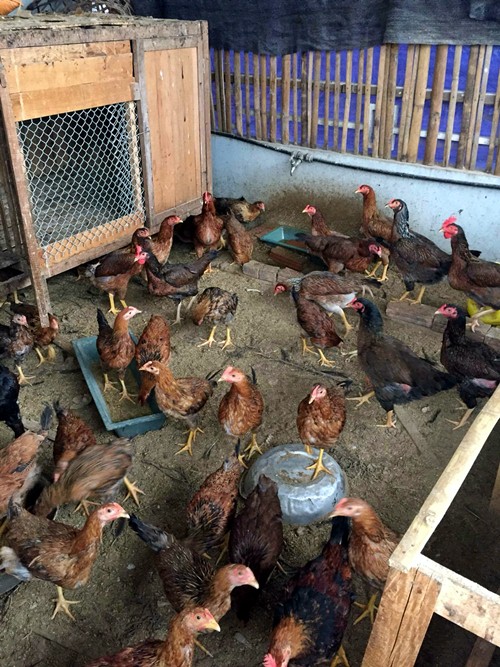 Vườn rau sân thượng 170m2 chen chúc rau, hoa, quả rực rỡ của mẹ Việt - 16