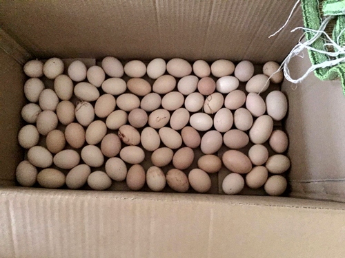 Vườn rau sân thượng 170m2 chen chúc rau, hoa, quả rực rỡ của mẹ Việt - 17