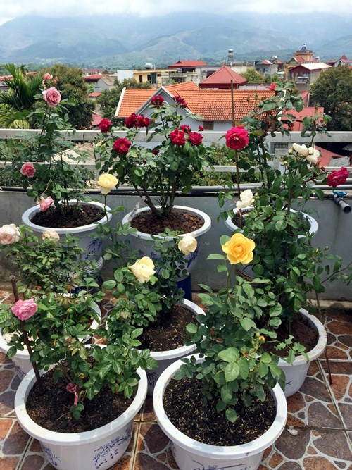 Vườn rau sân thượng 170m2 chen chúc rau, hoa, quả rực rỡ của mẹ Việt - 18