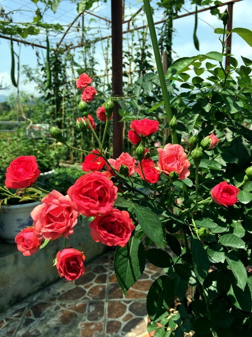 Vườn rau sân thượng 170m2 chen chúc rau, hoa, quả rực rỡ của mẹ Việt - 19