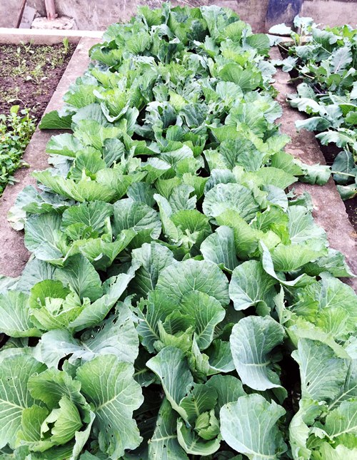 Vườn rau sân thượng 170m2 chen chúc rau, hoa, quả rực rỡ của mẹ Việt - 3