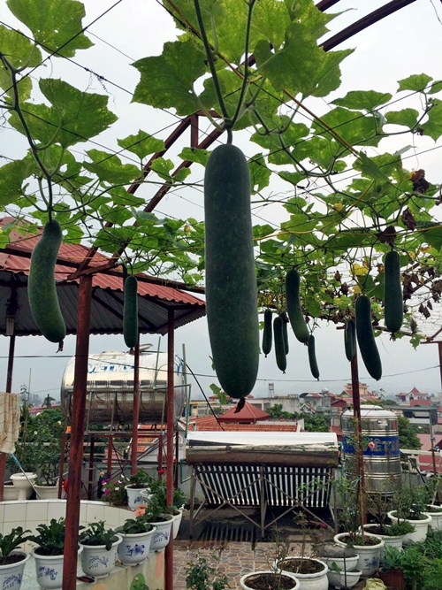 Vườn rau sân thượng 170m2 chen chúc rau, hoa, quả rực rỡ của mẹ Việt - 4