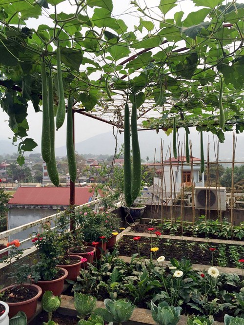 Vườn rau sân thượng 170m2 chen chúc rau, hoa, quả rực rỡ của mẹ Việt - 6