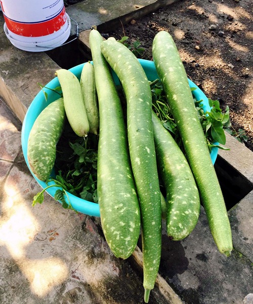 Vườn rau sân thượng 170m2 chen chúc rau, hoa, quả rực rỡ của mẹ Việt - 7