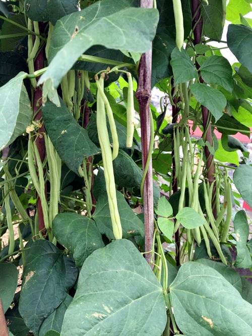 Vườn rau sân thượng 170m2 chen chúc rau, hoa, quả rực rỡ của mẹ Việt - 8